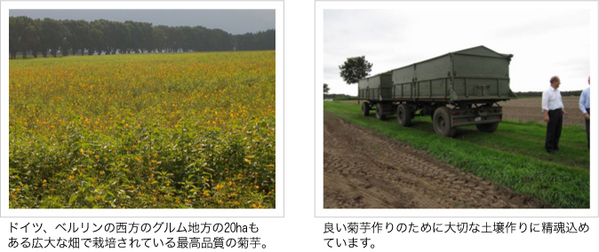 ドイツ、ベルリンの西方のグルム地方の20haもある広大な畑で栽培されている最高品質の菊芋