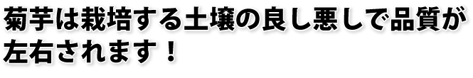 菊芋は栽培する土壌の良し悪しで、品質が左右されます